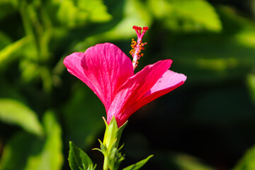 Shoeblackplant Red Flower With Beautiful Red Color