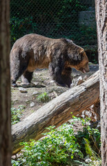 Grizzly Bear - Ursus Arctos Horribilis, north american brown bear, very strong powerful dangerous predator captured in a wildlife park in Washington State, high quality close-up picture for download