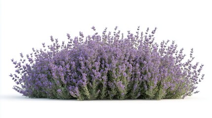 Sticker - Lavender bush on white background