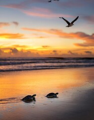 Canvas Print - Turtle on the beach at sunset, Sanibel Island, Florida