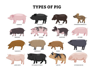 Wall Mural - different types of pig set, pig cartoon collection for education poster design, cute farm animal wit