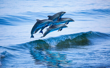 Poster - A group of dolphins jumping out of the water on a clear blue wave - Beautiful seascape and blue sky