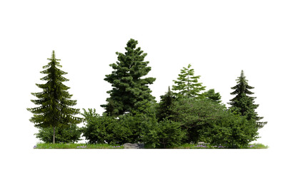 forest various tree, grass and plant, flat ground, isolated transparent background