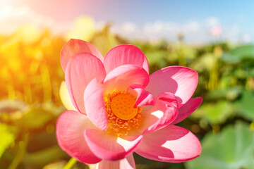 Wall Mural - A pink lotus flower sways in the wind. Against the background of their green leaves. Lotus field on the lake in natural environment.