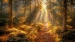 © Elkhan Babayev - Golden shafts of light bathe the pine-kissed path, creating an ethereal tapestry of nature's artistry.