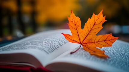 The crisp autumn air invites reflection. A vibrant maple leaf marks a page in a book, a symbol of solitude and the joy of self-education.