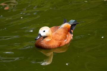 duck, bird, water, nature, wildlife, lake, animal, pond, swimming, wild, 