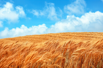 Golden wheat field swaying under a blue sky with white clouds