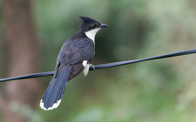 Jacobin Cuckoo - A bird considered a harbinger of the monsoon rains due to the timing of its arrival. 