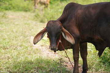 Brown Cow on Farm Displaying Unique Behaviors: A Glimpse into Animal Husbandry Practices