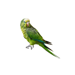 Wall Mural - green bird ,isolated on white background , transparent png image