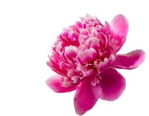 Wall Mural - Pink peony Splash. Generative AI.