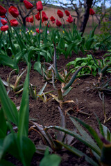 a pot of aloe is planted in the ground next to tulips