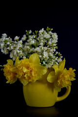 flower arrangement of yellow daffodils and white Arabis Caucasica in a yellow cup on a black background