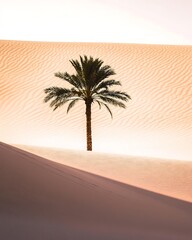 Poster - A lone palm tree stands tall in a vast expanse of sand dunes.