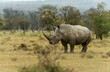 © RealityImages - Endengered white rhino, Ceratotherium simum, Nakuru, Kenya, Africa