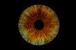 © recep - Close up of eye iris on black background, macro, photography