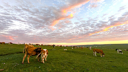 Serene Sunset Over Grazing Cattle on Open Pastureland