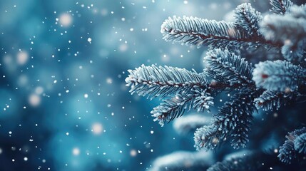 Poster - A close-up of frosty pine branches covered in snow, capturing the essence of winter with a serene blue background.
