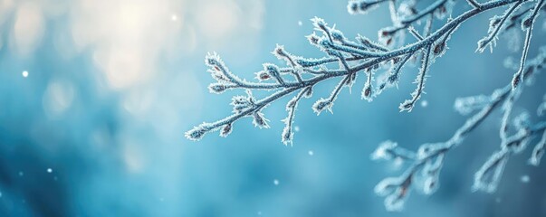 Poster - A tranquil winter scene featuring a frosted branch against a serene blue background, evoking a feeling of calm and beauty.