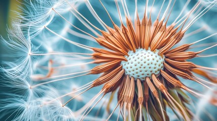 Wall Mural - Macro Photography of a Dandelion Seed Head