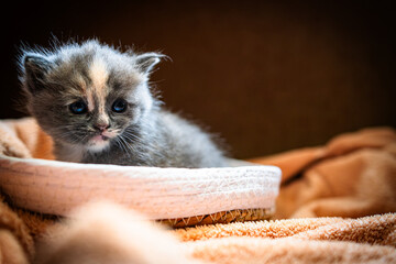 Curious Kitten Exploring a Cozy Woven Basket During a Soft Afternoon Light