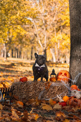 black French bulldog dog in the autumn forest dressed for Halloween