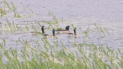 Wall Mural - a tracking shot of a flock of chiloe wigeon swimming on a small lagoon in torres del paine national park of patagonia, chile