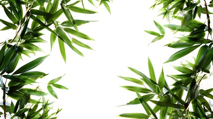 Wall Mural - Bamboo leaves isolated on white background with copy space for text