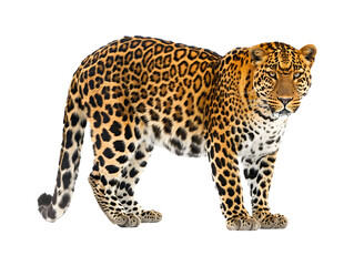 Leopard walking isolated on transparent background