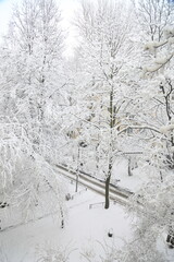 Winter snow tree weather  russia