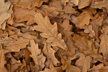 Wall Mural - Autumn background. Fallen oak leaves with rain drops close up in forest, abstract natural backdrop, top view