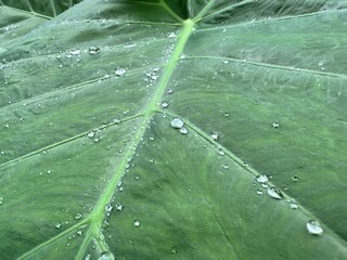 Water drops on Bon leaves. Water drops on the plants. Close up of green leaves with water drops. after rains in the garden. Rainy season 