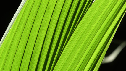 Closeup of green leaves of coconut palm