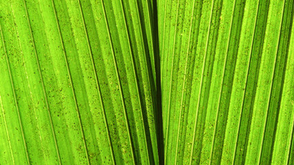 Closeup of green leaves of coconut palm