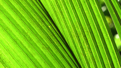 Closeup of green leaves of coconut palm