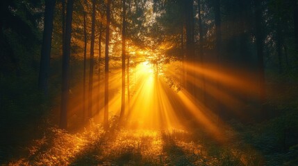 The image of the morning sun shining through the shadows of the forest on a new morning, conveys a new beginning, hope, an image that gives a feeling of positive energy to the mind.