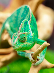 Chameleon close up. Multicolor beautiful reptile with colorful bright skin on a background of grass and leaves. Disguise and bright skins concept. Exotic tropical pet in its natural environment.