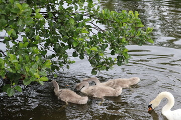 swans in dublin