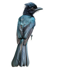 Poster - Gorgeous blue bird with intricate feathers, ideal for nature-inspired projects, set against a clear background for seamless inclusion in different designs