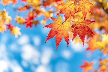 Wall Mural - red maple leaves against a clear blue sky, natural scenery with bright colors, captured with a telep