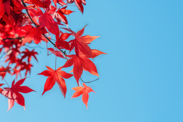 Wall Mural - red maple leaves against a clear blue sky, natural scenery with bright colors, captured with a telep