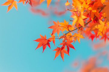 Wall Mural - red maple leaves against a clear blue sky, natural scenery with bright colors, captured with a telep