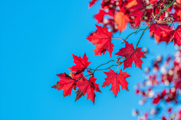 Wall Mural - red maple leaves against a clear blue sky, natural scenery with bright colors, captured with a telep
