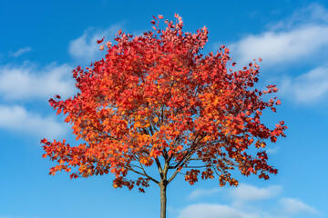 Wall Mural - photograph of a maple tree with red and orange leaves against a blue sky, taken with a telephoto len