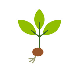 Wall Mural - spring little plant seedling with seed and roots on transparent background. png illustration. design
