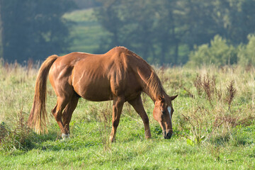 Brown horse grazing in a pasture in the rural countryside