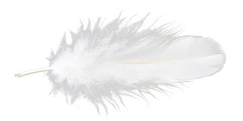 white feather isolated on white or transparent png