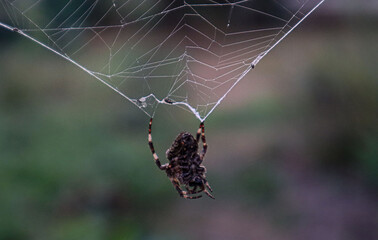 Spider hanging on a web on a blurred background, close-up