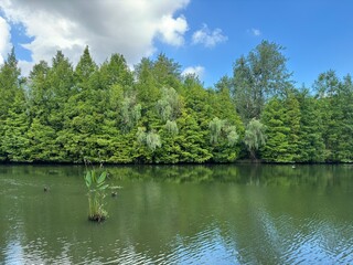 Century park lake and forest in Shanghai, China, beautiful natural scenery